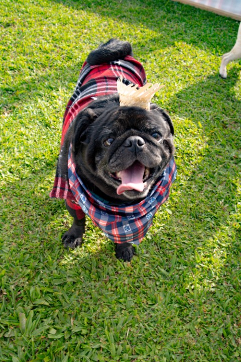 Foto do Pugnic 2026